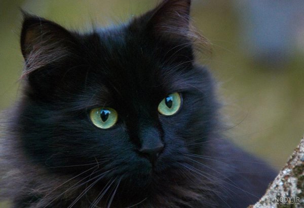 عکس گربه ثروتمند