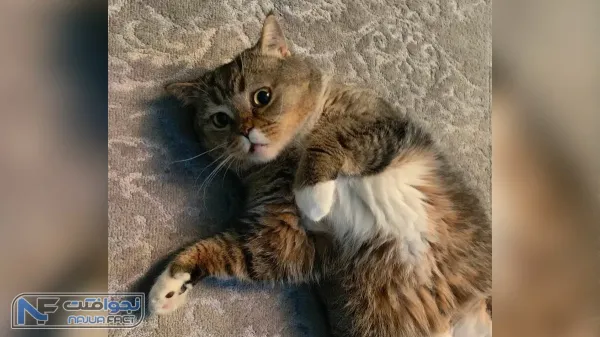  عکس گربه ثروتمند