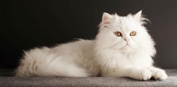  عکس گربه ثروتمند