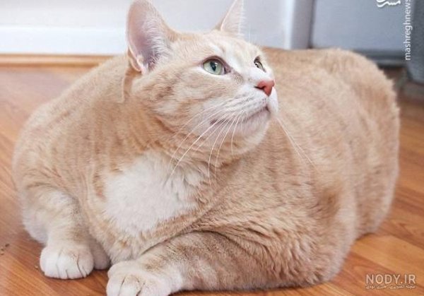  عکس گربه ثروتمند