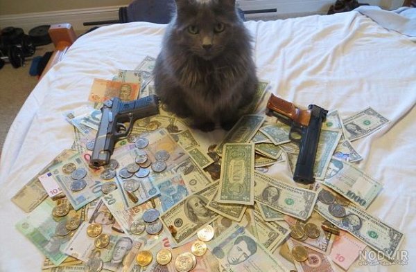  عکس گربه ثروتمند