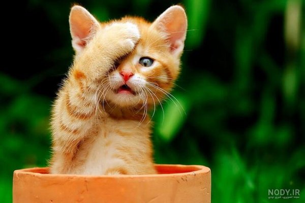  عکس گربه ثروتمند