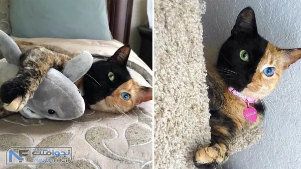  عکس گربه ثروتمند