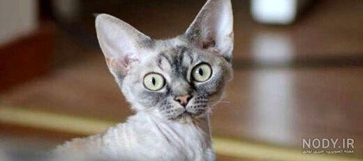  عکس گربه ثروتمند
