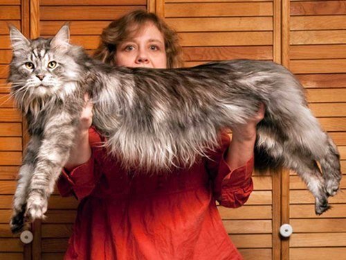  عکس بزرگترین گربه جهان
