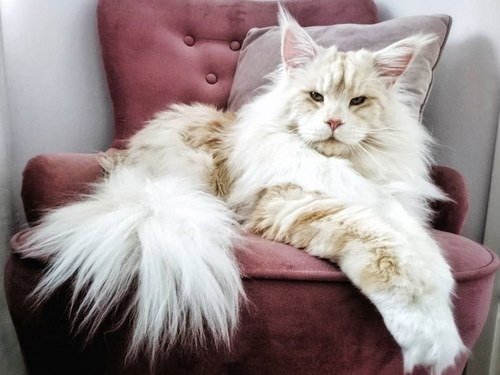  عکس بزرگترین گربه جهان