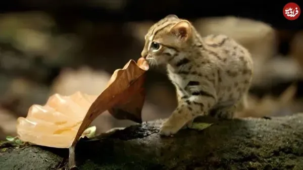  عکس کوچکترین گربه جهان