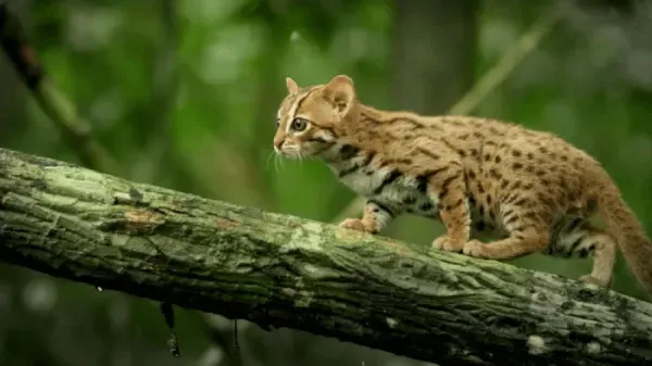  عکس کوچکترین گربه جهان