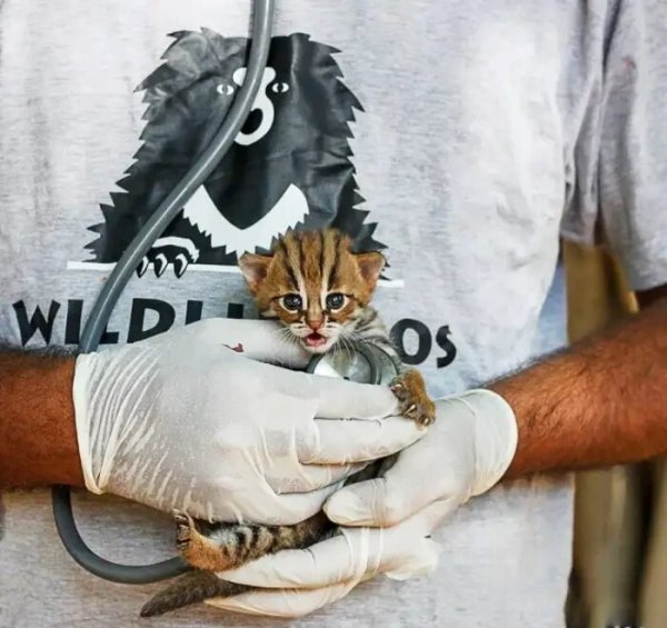  عکس کوچکترین گربه جهان