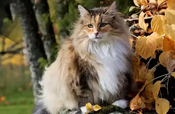 عکس زیباترین گربه جهان