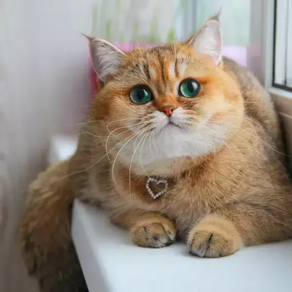  عکس زیباترین گربه جهان