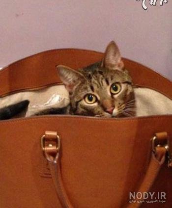  عکس گربه چکمه پوش واقعی