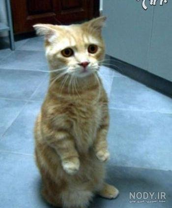  عکس گربه چکمه پوش واقعی