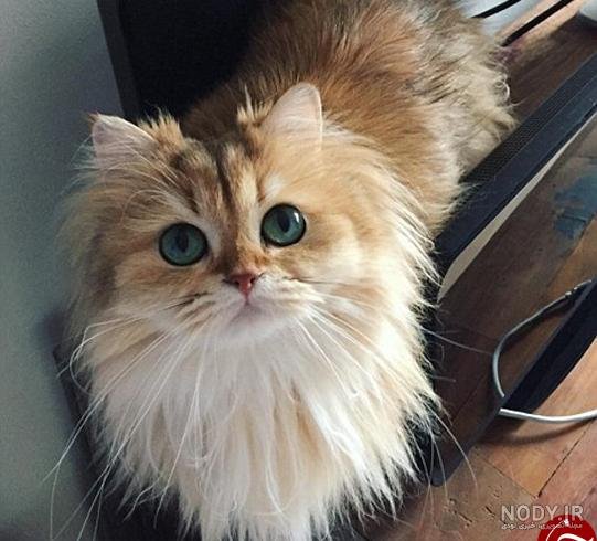  عکس گربه چکمه پوش واقعی