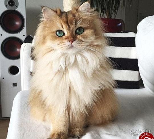  عکس گربه چکمه پوش واقعی