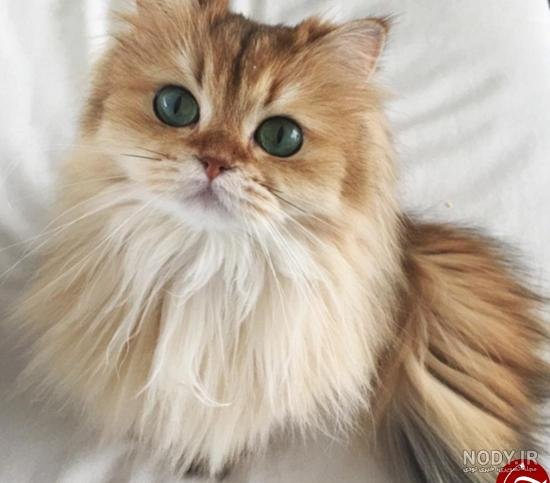  عکس گربه چکمه پوش واقعی