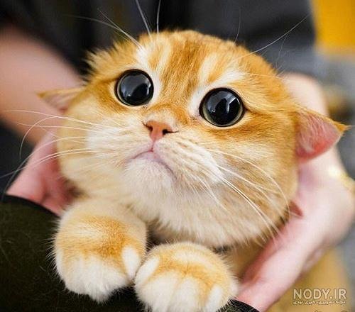 عکس گربه چشم سبز