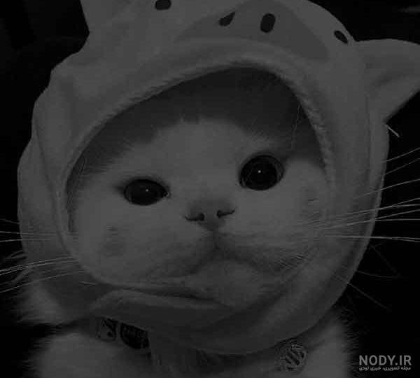  عکس گربه چشم سبز