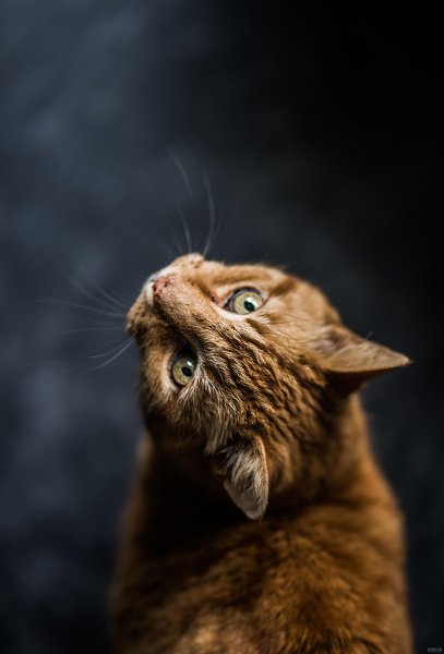  عکس گربه چشم سبز