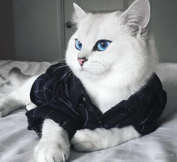 عکس گربه چشم سبز