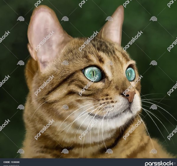  عکس گربه چشم سبز