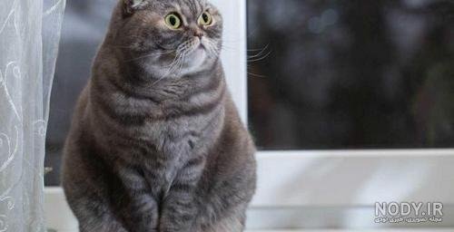  عکس گربه چشم سبز