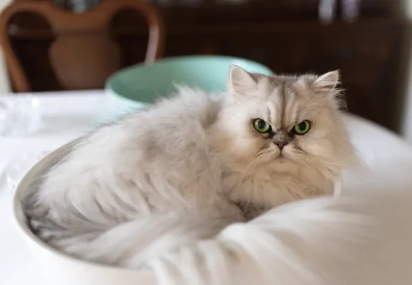 عکس گربه چین چیلا