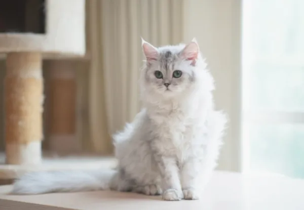  عکس گربه چین چیلا