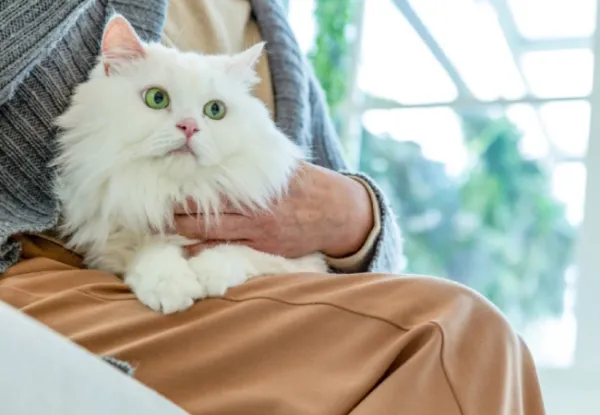  عکس گربه چین چیلا