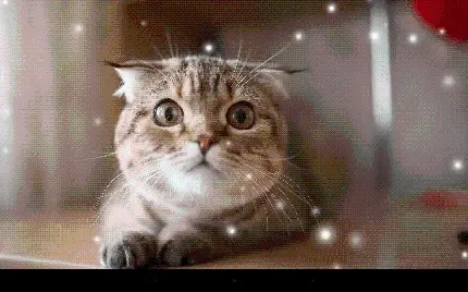  عکس گربه چاقالو