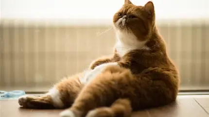  عکس گربه چاقالو