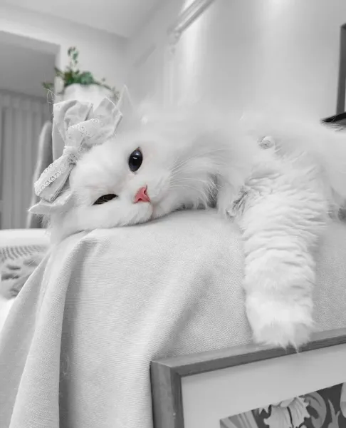  عکس گربه چشم رنگی