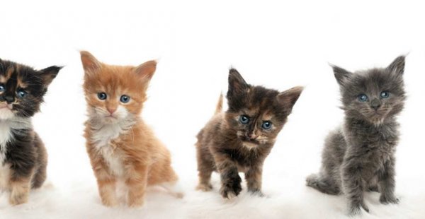  عکس گربه چشم رنگی