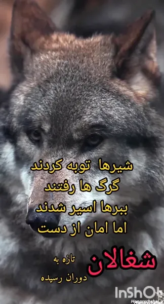  عکس پروفایل پسرانه لاتی گرگ
