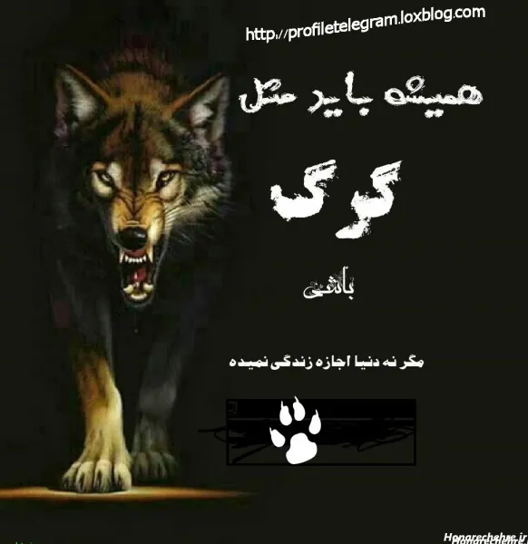  عکس پروفایل پسرانه لاتی گرگ
