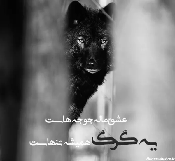  عکس پروفایل پسرانه لاتی گرگ