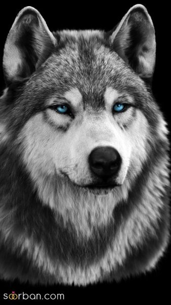  عکس پروفایل پسرانه لاتی گرگ سیاه