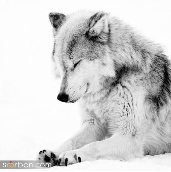  عکس پروفایل پسرانه لاتی گرگ سیاه