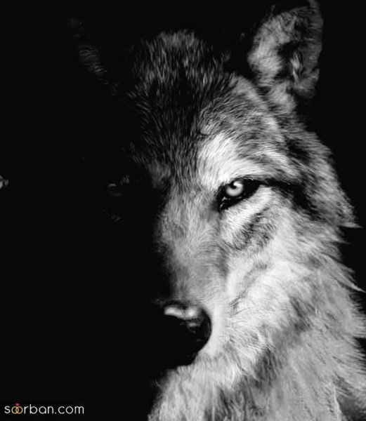  عکس گرگ آلفا برای پروفایل