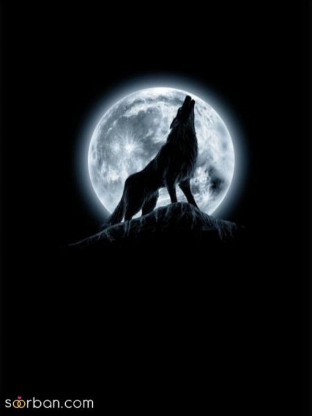 عکس گرگ وحشی برای پروفایل