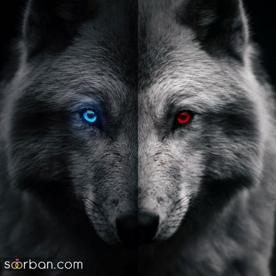  عکس گرگ وحشی برای پروفایل