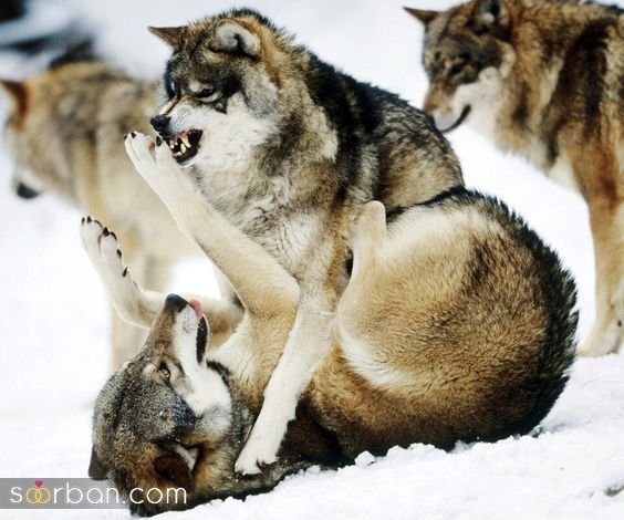  عکس گرگ وحشتناک واقعی