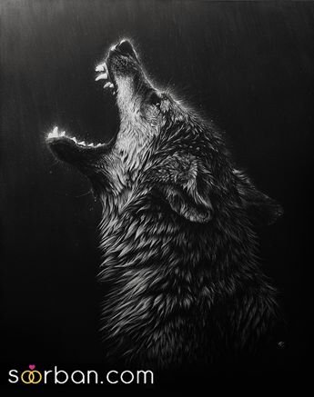  عکس گرگ وحشتناک واقعی