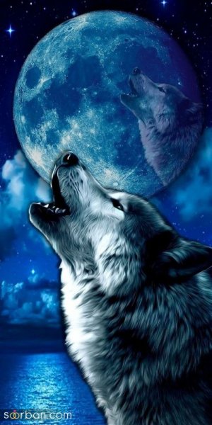  عکس گرگ قرمز واقعی