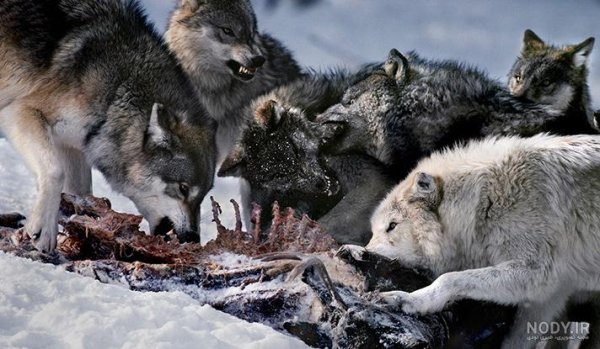  عکس گرگ واقعی در ایران