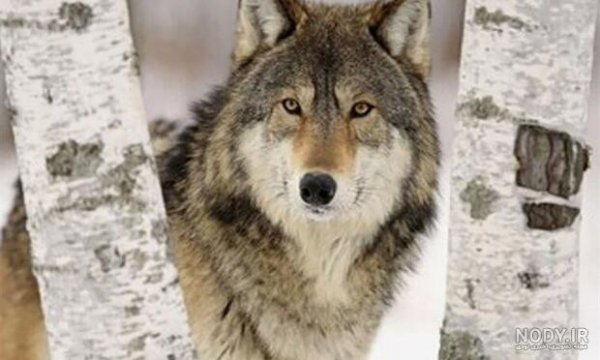  عکس گرگ واقعی در ایران
