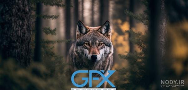  عکس گرگ واقعی در ایران