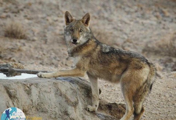  عکس گرگ واقعی در ایران