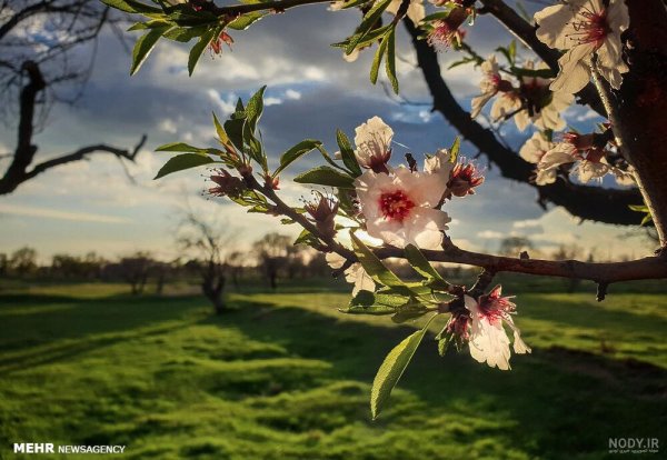  عکس الله در طبیعت