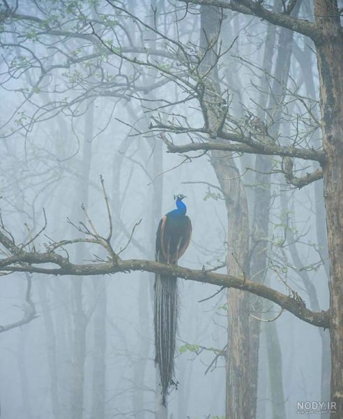  عکس الله در طبیعت